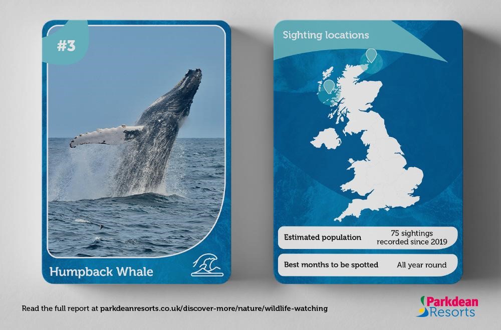 Information card showing the habitat and population of the Humpback Whale
