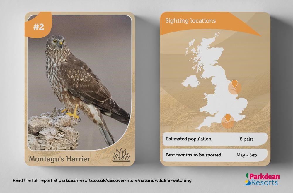 Information card showing the habitat and population of Montagu's Harrier