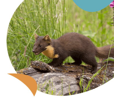 A wild Pine Marten sitting on a log