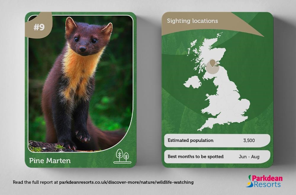 Information card showing the habitat and population of the Pine Marten
