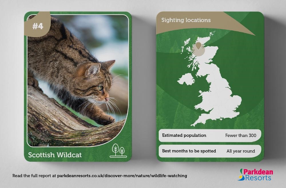 Information card showing the habitat and population of the Scottish Wildcat