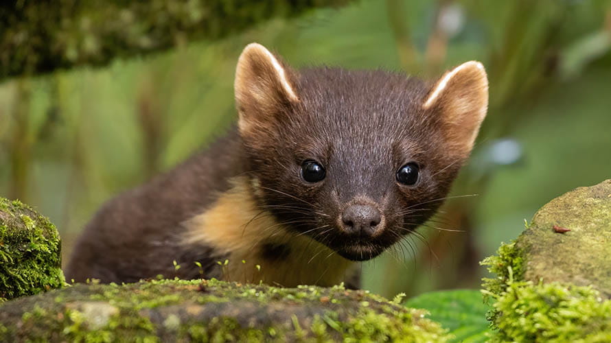 A curious wild Pine Marten looking at the camera