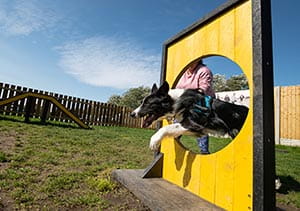 dark jumping through hoop at Woof Park
