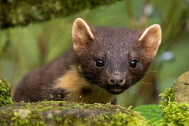 A curious wild Pine Marten looking at the camera