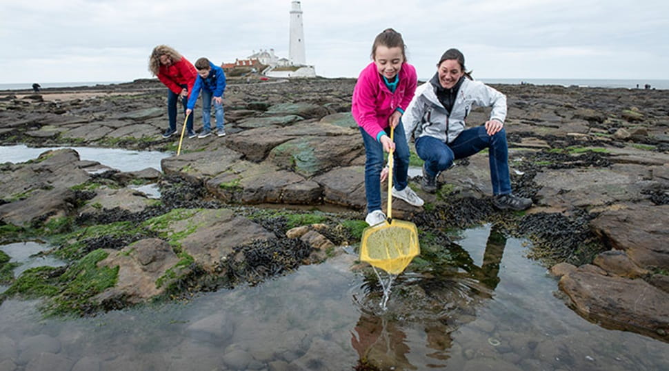 a family rock pooling