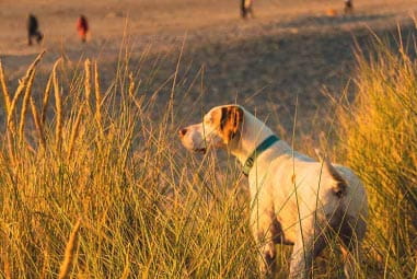 Dog on beach