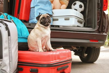 Pug sat on suitcase
