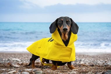 Sausage dog wearing yellow raincoat
