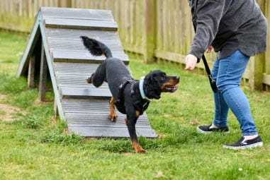 Dog playing in woof park at Parkdean Resorts