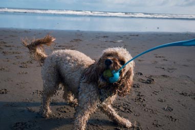 Dog playing fetch on the beach