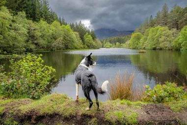 Dog overlooking a lake