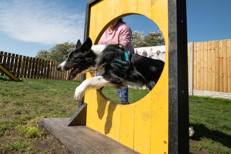 Dog jumping through hole at woof park