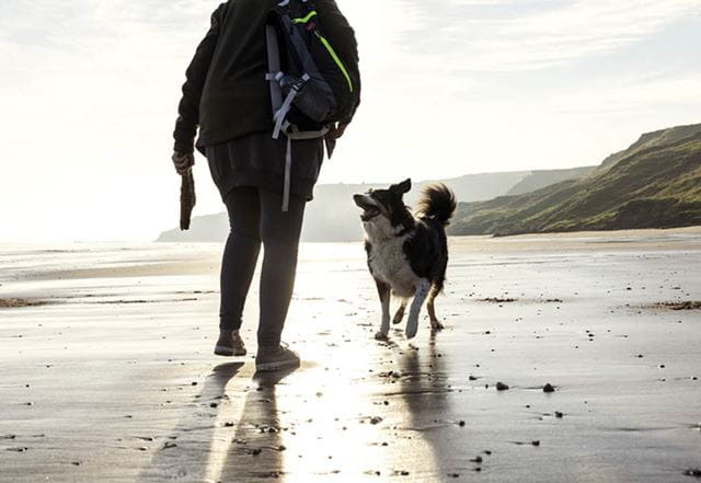 A dog and owner walking along a beach