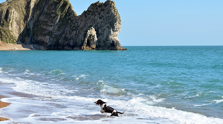 a dog jumping in the waves on a beautiful beach with cliffs in the distance