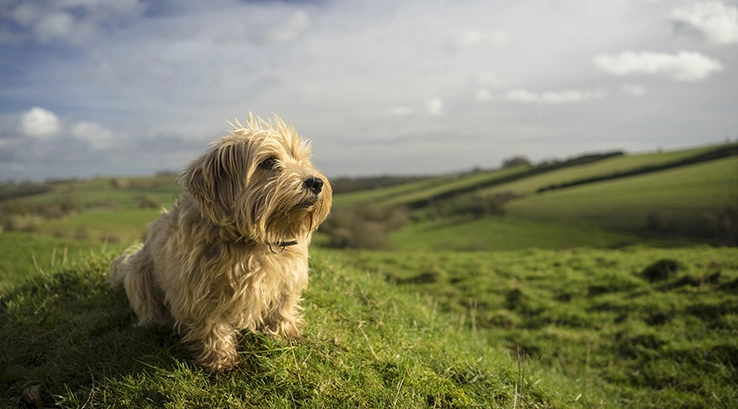 a dog sat on a grassy knoll in the countryside
