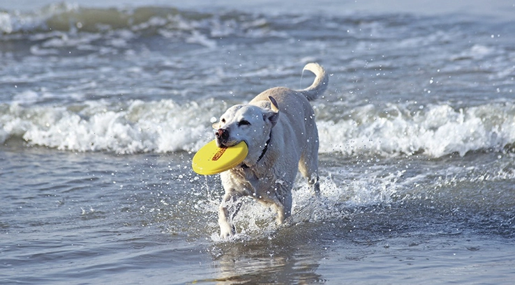 a dog fetching a frisbee from the sea