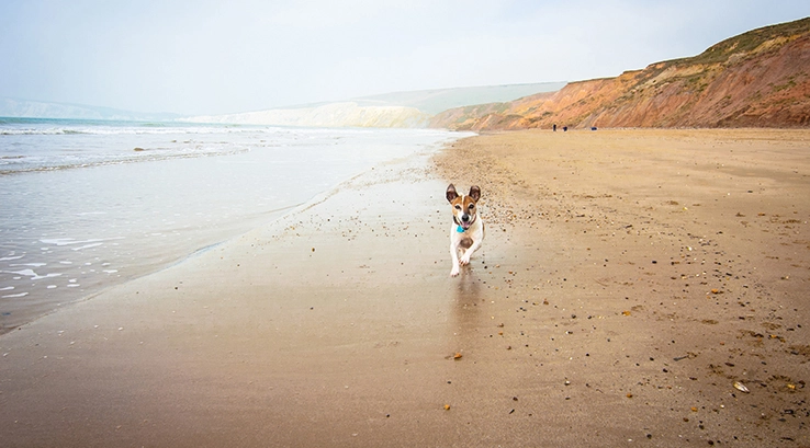 a small dog running down a large sandy beach