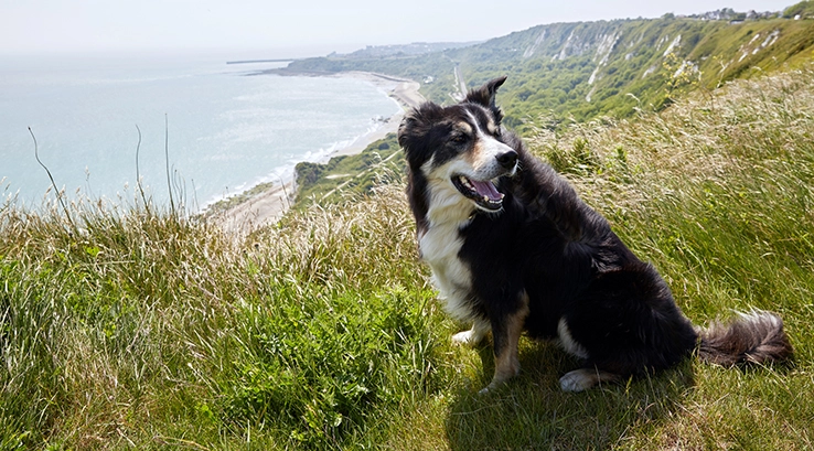 a dog sat on a cliff overlooking the sea