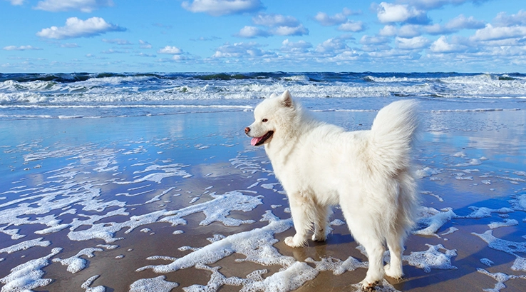 a white dog stood at the seashore