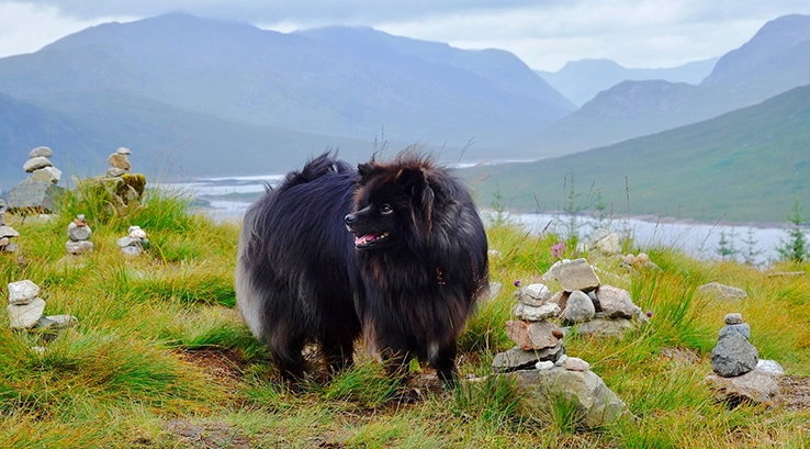a dog stood on a cliff overlooking a lake