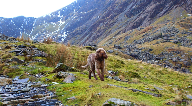 a dog running down a remote valley in wales