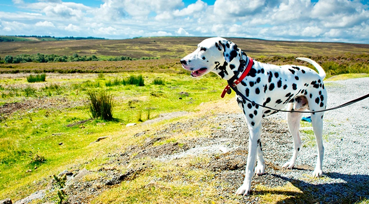 a Dalmation walking along a moorland path in Yorkshire
