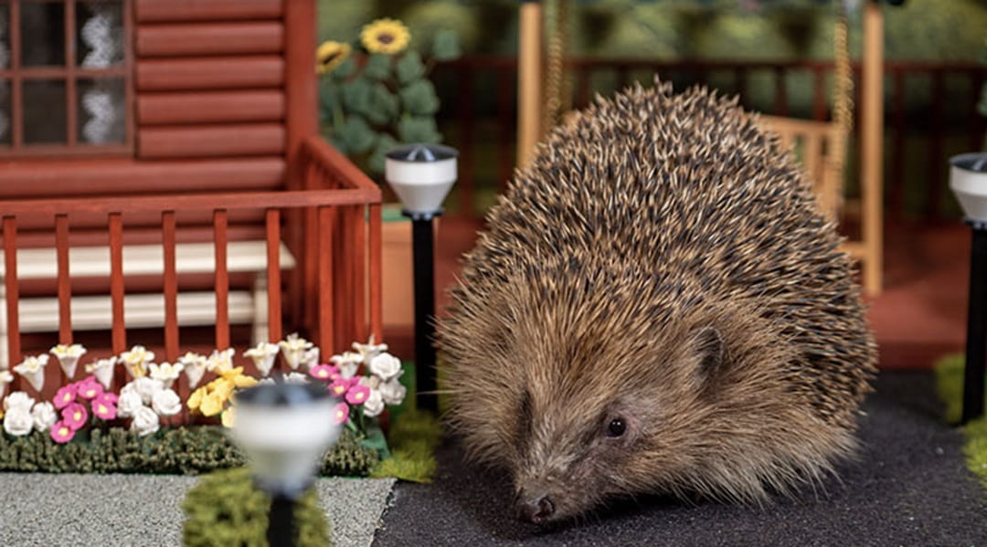Hedgehog Holiday Park