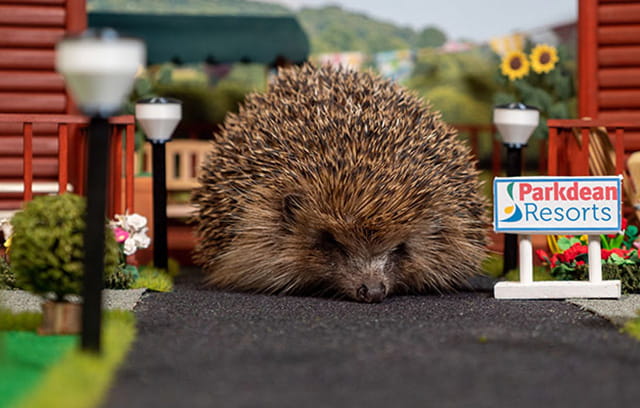 A hedgehog exploring the Parkdean Resorts hedgehog holiday park
