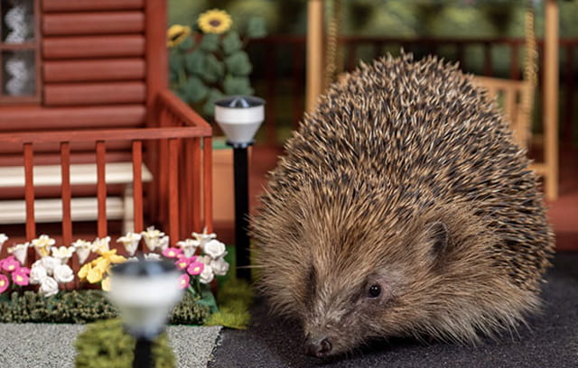 A hedgehog by a lodge on the hedgehog holiday park