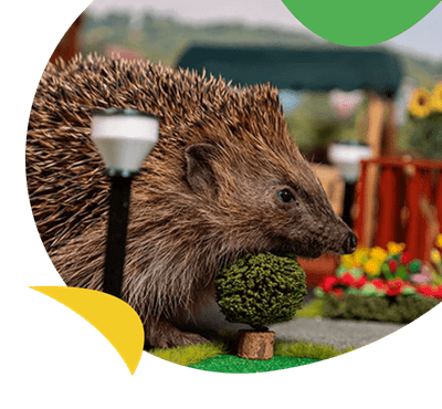 Hedgehog on Park