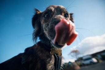 Dog-friendly image