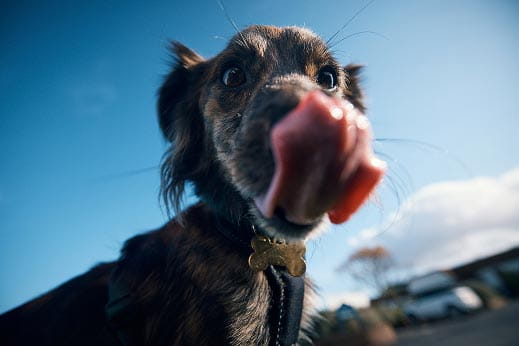 Dog-friendly image