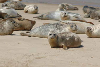 seals on a beach