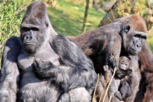 apes in a zoo