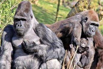apes in a zoo