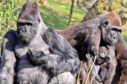 apes in a zoo