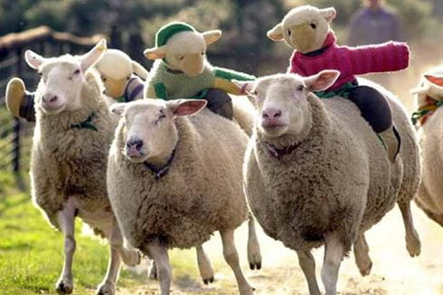 sheep racing with teddies on their backs