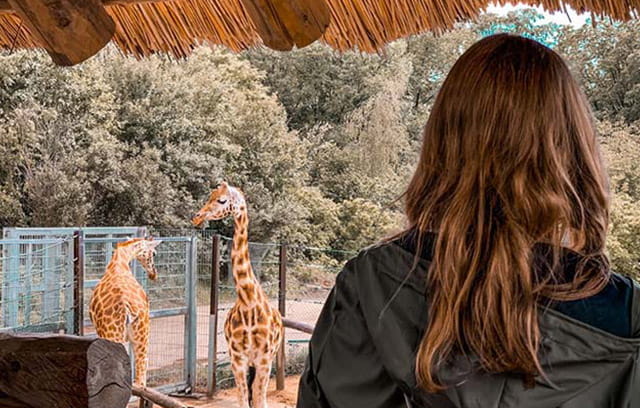 A girl watching the giraffes at the zoo