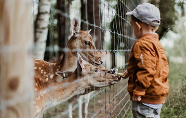 A little boy feeding deer at the zoo