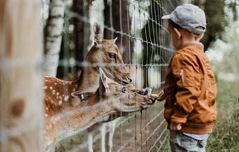 A little boy feeding deer at the zoo