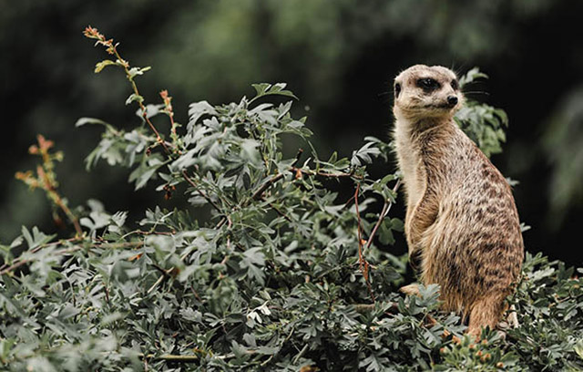 A meerkat sitting in foliage