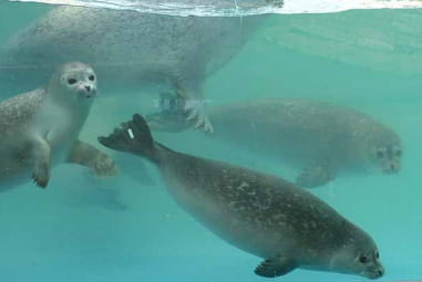 Seals under water
