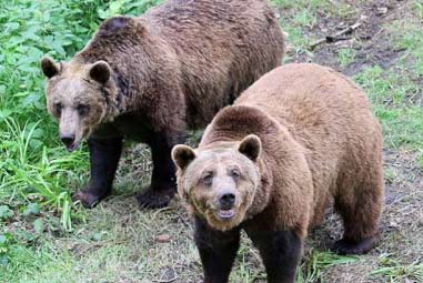 Two brown bears walking