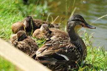 Little ducks