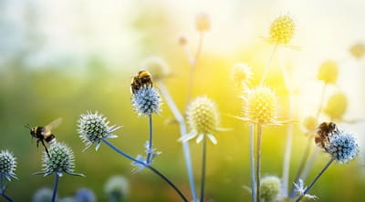 Bumble bees and thistles in sunlight