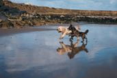 Dogs running along the beach