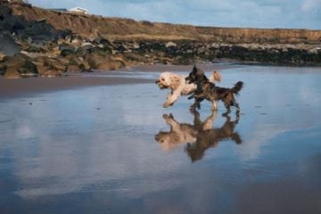 Dogs running along the beach