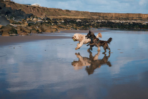 Dogs running along the beach