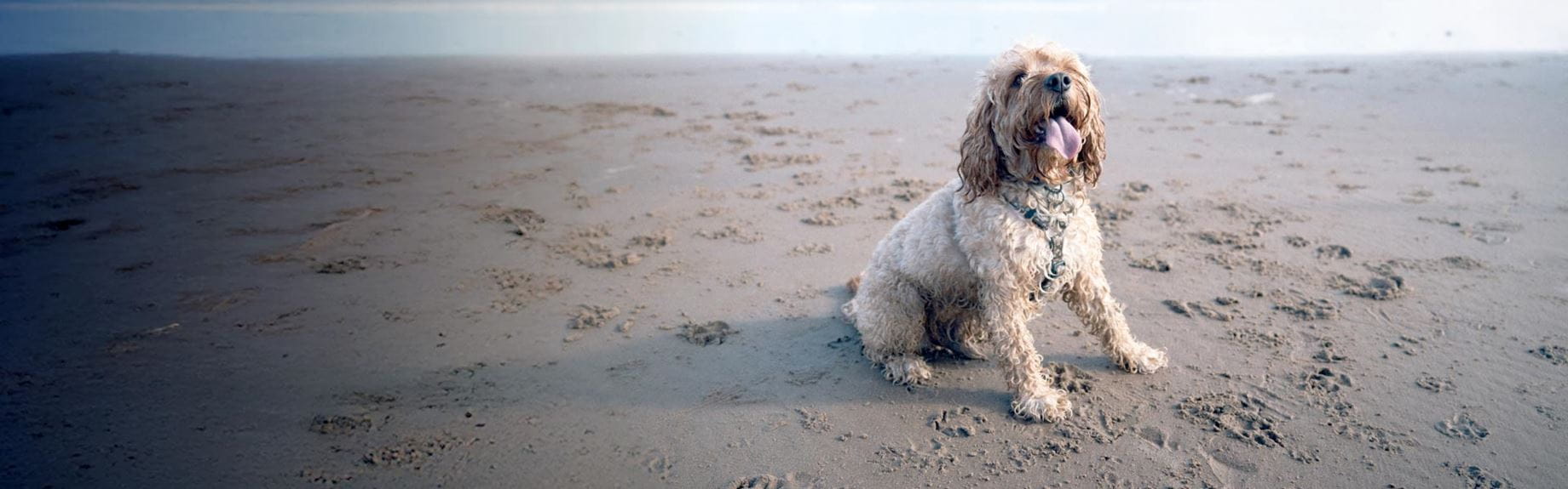 Dog sitting on beach