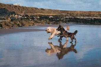 Dogs running on beach